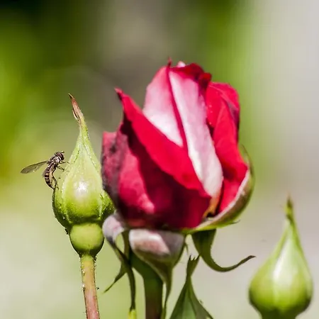 Maria Luigia Frascati