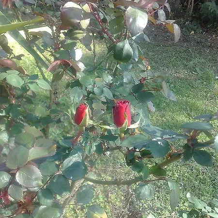 Maria Luigia Hotel 2*